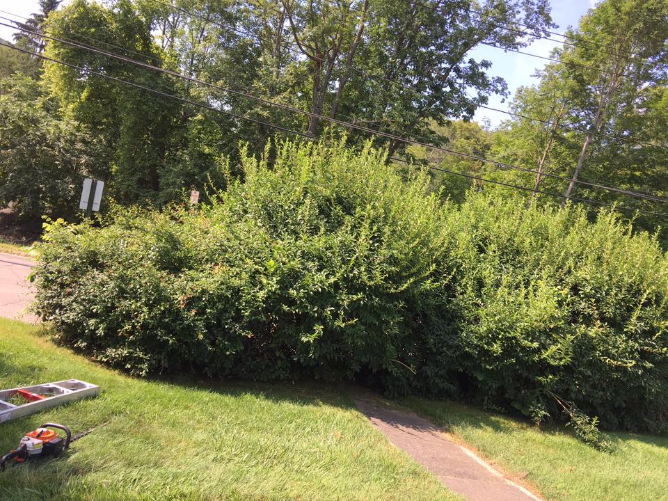 Forsythia hedge before trimming