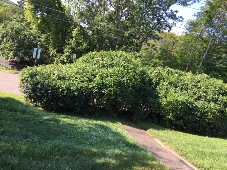 Forsythia hedge after trimming Forsythia hedge after trimming