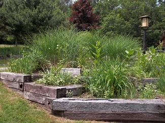 Ornamental grasses-before, Alfred, NY