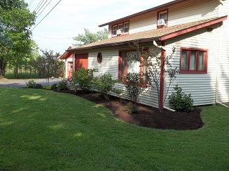 Overgrown ornamental shrubs-after, Alfred New York Overgrown ornamental shrubs-after trimming, Alfred New York