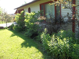 Overgrown ornamental shrubs-before, Alfred, NY