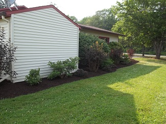 Overgrown shrubs-after, Alfred New York Overgrown shrubs-after, Alfred New York