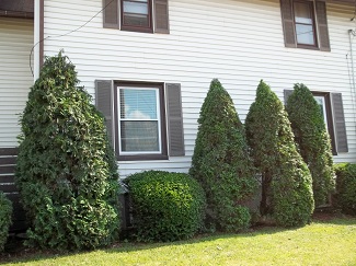 Overgrown shrubs-after, Hornell New York Overgrown shrubs on the side-after, Hornell New York
