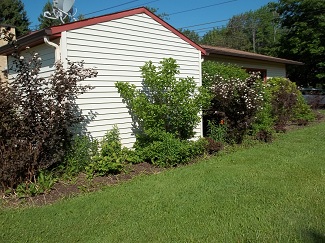 Overgrown shrubs-before, Alfred, NY