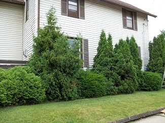 Overgrown shrubs-before, Hornell, NY