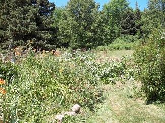 Overgrown sidehill-before, Alfred, NY