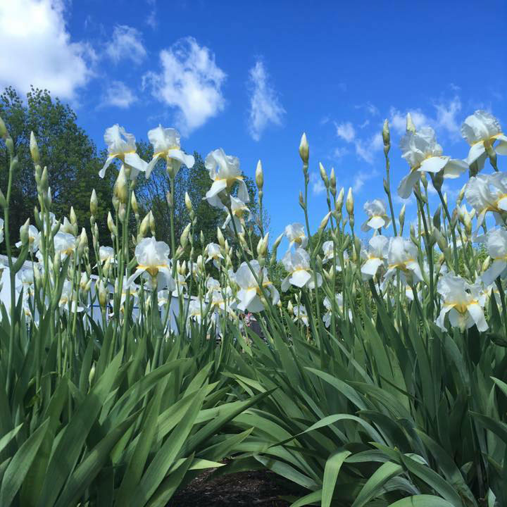 White Bearded Iris Landscape Bed in Bloom
