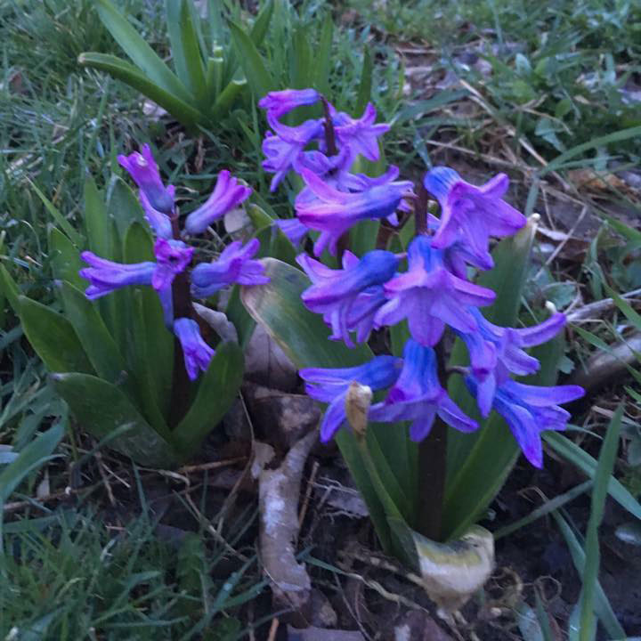 Purple Hyacinth