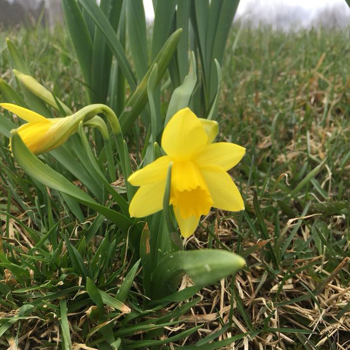 Yellow Daffodil