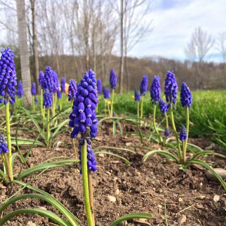 Grape Hyacinth landscape in bloom