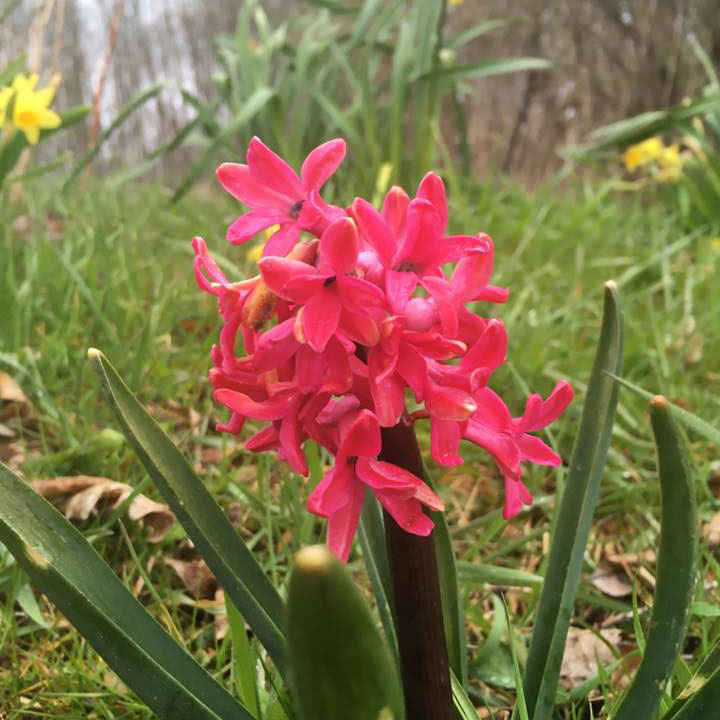 Hot Pink Hyacinth