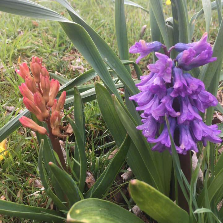Purple and Pink Hyacinth in bloom