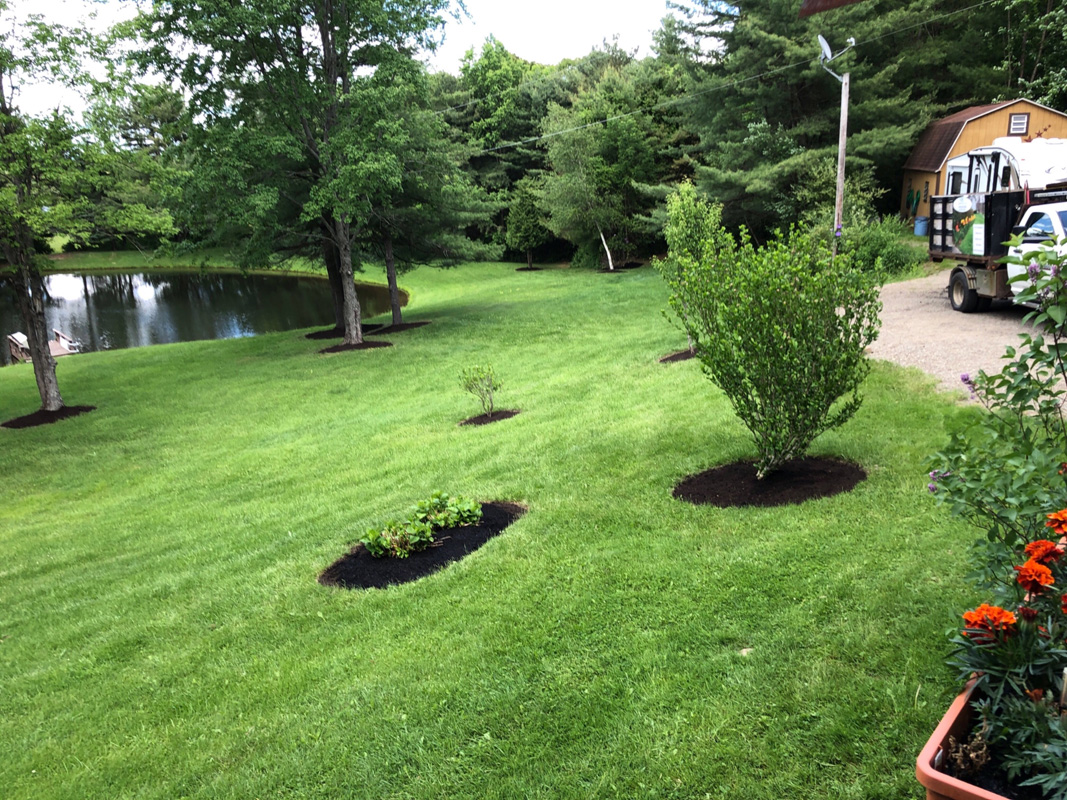 Pond with trees after edging and mulching Pond with trees after edging and mulching