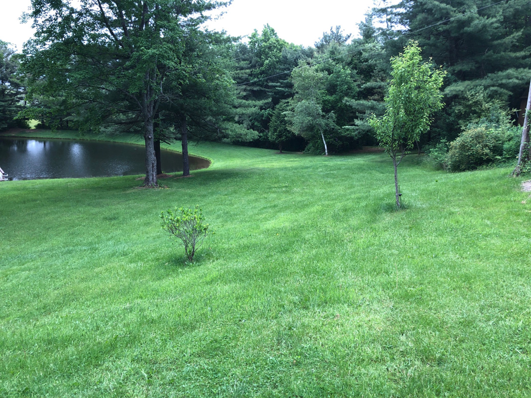 Pond with trees before edging and mulching