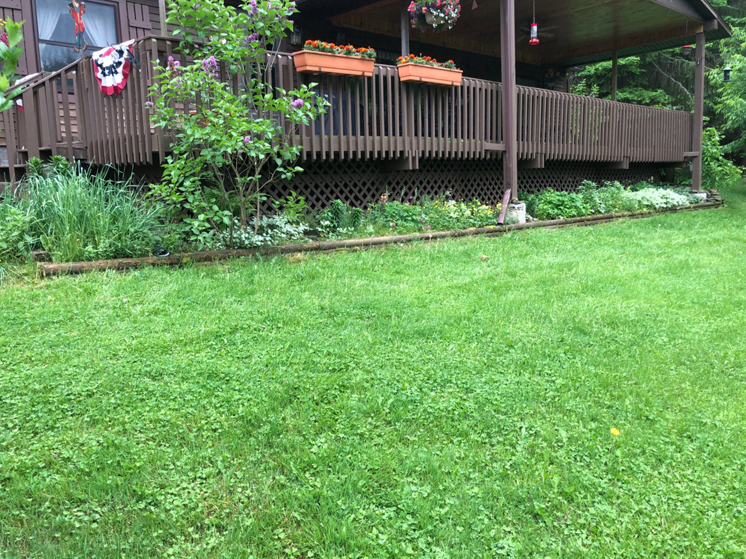 landscape bed before weeding
